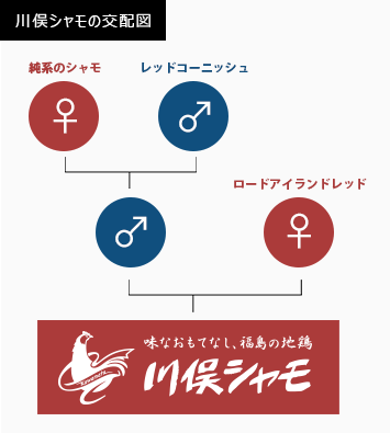 川俣シャモの交配図